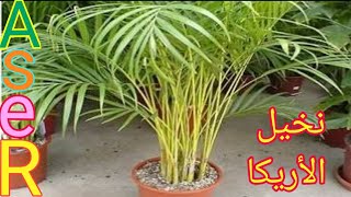 كيف يتم زراعه نخيل الاريكا وطرق العنايه بها Dypsis lutescens plant [upl. by Ateiluj]