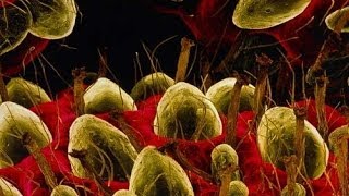 7 Normal Things Under A Microscope [upl. by Angeline73]