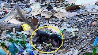 Millions Pitiful Newborn Monkey Dalton Got Abandon Nearly To Die  Whats going to happen baby [upl. by Assenna]