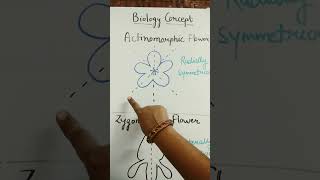 Actinomorphic and zygomorphic symmetry of flowerBiology concept [upl. by Susan]