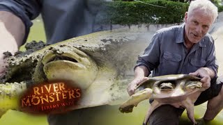 Jeremy Gets To Grips With a Bone Crushing Softshell Turtle  TURTLE  River Monsters [upl. by Kjersti]