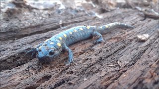 Lifer Spotted Salamander Spring Peepers Turtles And More  Herping Episode 3 [upl. by Alys243]