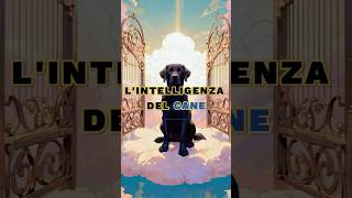 LIntelligenza Del Cane 🐕 motivazione lezionedivita saggezza [upl. by Norrek208]