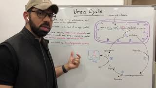 Urea Cycle [upl. by Aiblis]