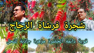 فرشاة الزجاج فرچة البطل Callistemon viminalis من اقوى واجمل الاشجار المزهرة الجاذبة للنحل 🐝 [upl. by Hras]