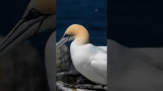 heres a northern gannet sea bird not southern country lol [upl. by Ginder]