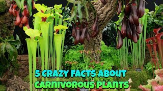 5 Crazy Facts About Carnivorous Plants [upl. by Ttam]