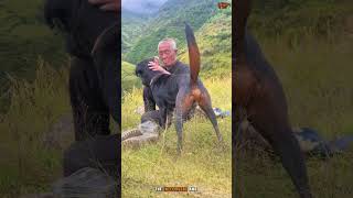 DOG TRAINING malinois dog doglover malinoislovers malinoislove puppy pets k9 [upl. by Zeuqcaj]