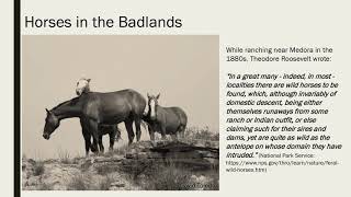 Wild Horses Biology Ecology and Social Issues [upl. by Kano]