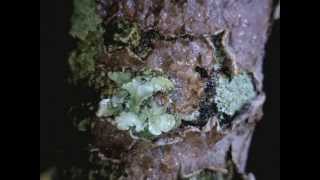 Lichens responding to water  Timelapse Video [upl. by Latsyrhk86]