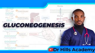 Metabolism  Gluconeogenesis amp Clinical Correlates [upl. by Assennej]