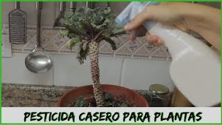 Pesticida casero para plantas  Pulgónmosca blancaarañas insecticida [upl. by Aciret]