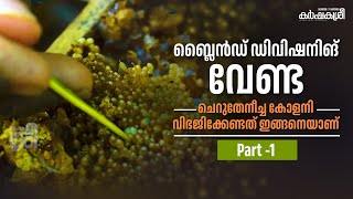 ബ്ലൈൻഡ് ഡിവിഷനിങ് വേണ്ട ചെറുതേനീച്ച കോളനി വിഭജിക്കേണ്ടത് ഇങ്ങനെയാണ്  Part 1  Karshakasree [upl. by Britney]