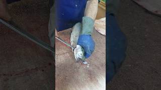 Easy and quick gutting of trout  Easy filleting [upl. by Faunie596]