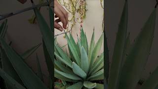 Agave Plant Care gardening viral shorts [upl. by Netsud]