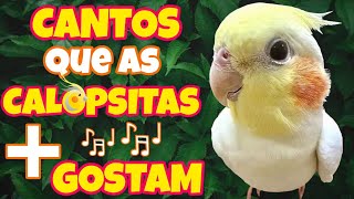 Os 4 CANTOS que as CALOPSITAS Mais gostam e aprendem Top 4 CANTOS que Elas Adoram 🎶🦜 [upl. by Treiber]