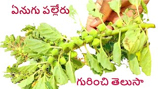 ఏనుగు పల్లేరు ను ఎందుకు వాడతారో తెలుసా  enugu palleru plant uses in telugu [upl. by Oetomit396]