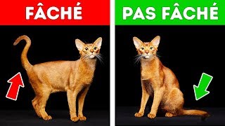 Si Ton Chat Fait Ceci ne T’inquiète Surtout Pas [upl. by Matthias]