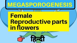 Megasporogenesis class 12 by be educated in hindi [upl. by Avihs734]