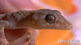 Hemidactylus mabouia Gecko Geckkonidae Lagartixa [upl. by Adnowat46]