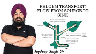 Phloem Transport  Jagdeep Sir  Kota Pulse By Unacademy [upl. by Conrade794]