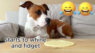 Cheese Lover Dog Makes Funny Sounds Funny dogs video [upl. by Ahteres]