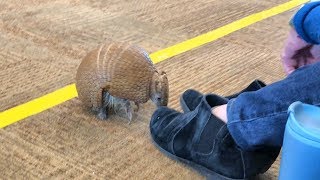 Brazilian 3 Banded Armadillo 4K [upl. by Cirle]