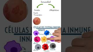 🛡️Inmunidad adapt y innata medicina salud ciencia bioquímica histologia semiologia anatomia [upl. by Zerlina]