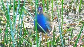 Purple Gallinule [upl. by Ylek473]