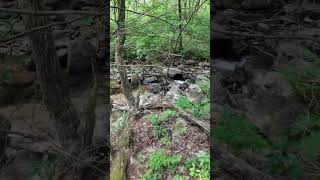 Nature hike through Forest next to a beautiful audible mountain stream creeksounds sleepsounds [upl. by Eillib]