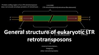 LTR retrotransposon structure in eukaryotes [upl. by Akzseinga]