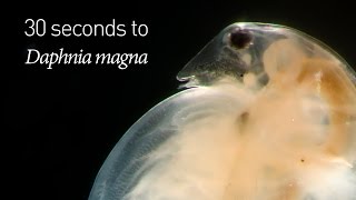 30 seconds to Daphnia magna [upl. by Novej]