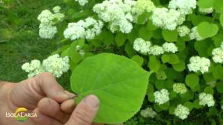 Hydrangea arborescens quotAnnabellequot [upl. by Thurman]