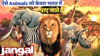 Jaanwar jo sirf Bharat mein milte hain wildlife jungle animals [upl. by Darius]