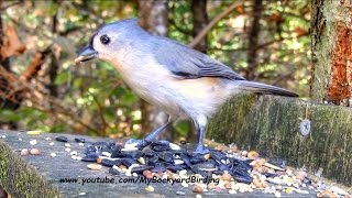 Tufted Titmouse Call [upl. by Aiyn626]