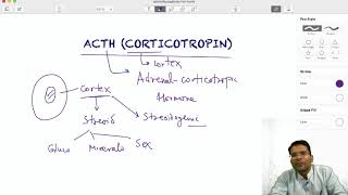 ACTH Corticotropin Hormone  function amp regulation [upl. by Omsare]