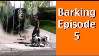 Barking Episode 5 Barking at Dogs Behind Fences [upl. by Notgnirrab]