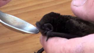 Ashthe baby bat [upl. by Sev]