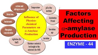 Influence of Physicochemical Parameters on alphaAmylase Production  ENZYME  44 [upl. by Tait]