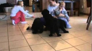 Giant Schnoodles for sale in Iowa [upl. by Llevad]