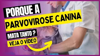 Conheça a Parvovirose Canina  Porto Pet Shop [upl. by Lednahc]