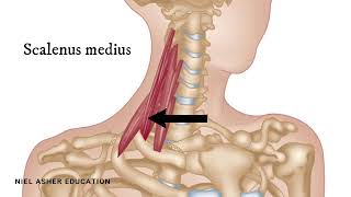 How To Find Trigger Points  Scalene Muscles [upl. by Yakcm]