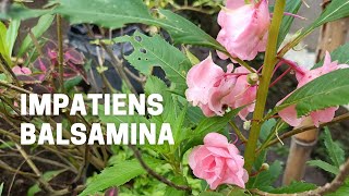 Growing Impatiens Balsamina from Cutting Propagation [upl. by Snodgrass]