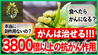 【がんで死なない】ほぼ全ての癌に対して3800倍以上の抗がん作用がある植物が判明【フキノトウ苦み成分ペタシン】 [upl. by Tacklind]