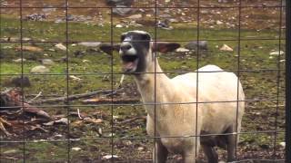 Goat screaming original clip [upl. by Bjorn909]