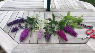 Growing Buddleia [upl. by Champagne]