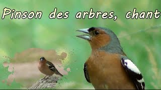 Pinson des arbres chant en gros plan [upl. by Emia]