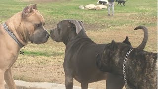 Cane Corso Park [upl. by Eceinwahs]