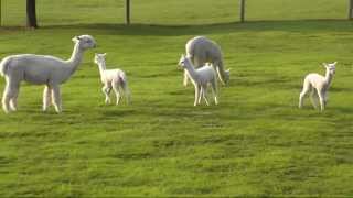 Our little Miracle Alpaca is hopping skipping and jumping for joy [upl. by Reteip]