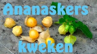 Ananaskers kweken [upl. by Nosyk]